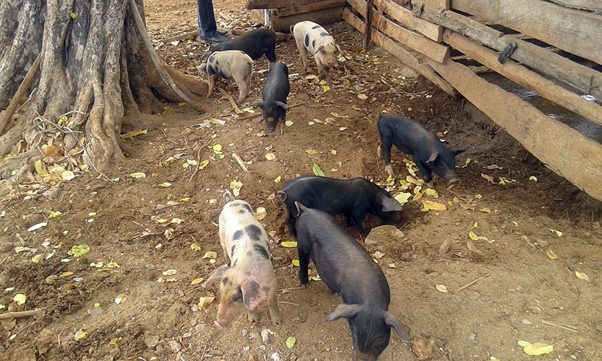 Caption here - Curabitur id lorem in quam hendrerit maximus. Suspendisse eu pulvinar dolor.